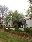 Butia Capitata in Phoenix Arizona.