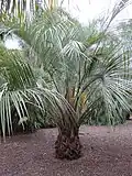 Young Butia eriospatha palm cultivated in the Jardín Botánico Canario Viera y Clavijo, flowering at the end of March.