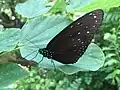 Euploea mulciber (male)