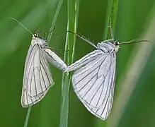 Mating