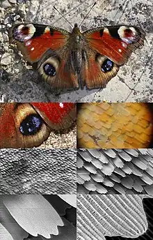 Image 49Butterfly wing at different magnifications reveals microstructured chitin acting as diffraction grating. (from Animal coloration)