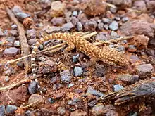 Bynoe's gecko on Angas Downs IPA, NT