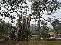 Tân Trào Banyan Tree