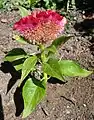 Pink Celosia argentea var. cristata