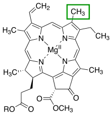 The chlorin section of the chlorophyll a molecule. The green box shows a group that varies between chlorophyll types.