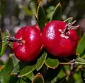 Flattened, round-ovate, red, edible fruit