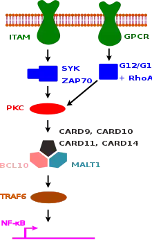 Graphical overview of signaling pathways dependent on a CARD-CC family member