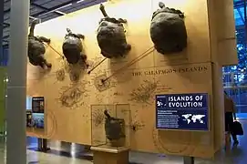 Exhibit about evolution