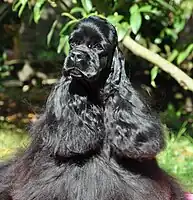 Head of a black female.