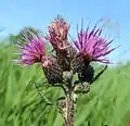 Marsh thistle