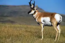 Pronghorn are found in the Bear Mountains.