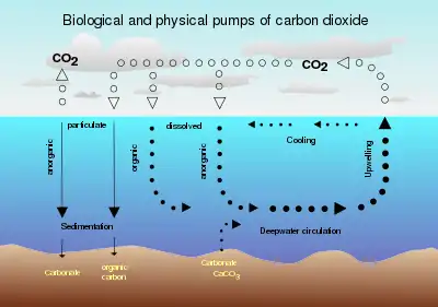 Image 5Air-sea exchange of CO2 (from Carbon dioxide in Earth's atmosphere)