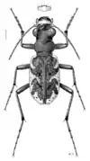 N. parryi, adult (labrum and habitus)