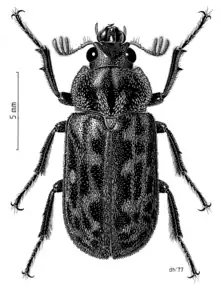 Mitophyllus parrianus