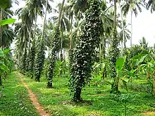 CPCRI on Kumbla Road