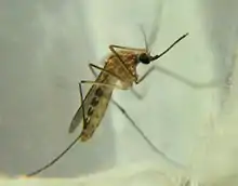 Close-up photo of a mosquito