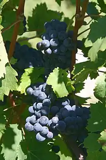 Cabernet Franc