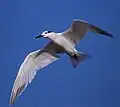 In flight, Sanibel, Florida