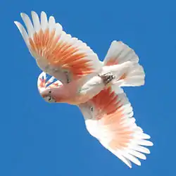 Major Mitchell's cockatoo flying