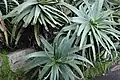 Aloe at San Francisco Botanical Garden