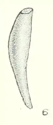 illustration of "Siphonodentalium colubridens", 15 × 2.5 mm.