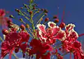 Caesalpinia pulcherrima, Guadeloupe.