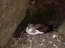 Nest site on Selvagem Pequena Island