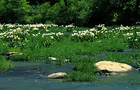 Image 51A stand of Cahaba lilies (Hymenocallis coronaria) in the Cahaba River, within the Cahaba River National Wildlife Refuge (from Alabama)