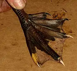 Muscovy duck, both feet have five toes