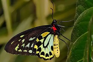 image of a butterfly