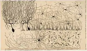 Drawing of the cells of the chick cerebellum, from "Estructura de los centros nerviosos de las aves", Madrid, 1905