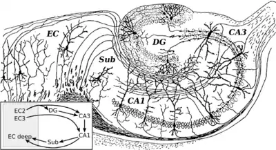 Basic circuit of the hippocampus