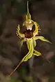 Arrowsmith spider orchid (C. crebra)