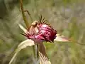 labellum detail