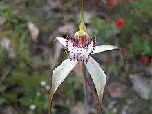 Large white spider orchid (C. venusta)