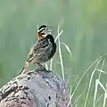 Chestnut-collared longspur