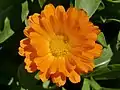 Calendula flower (calendula officinalis)