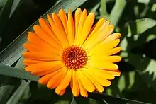 A photo of Calendula officinalis (marigold)