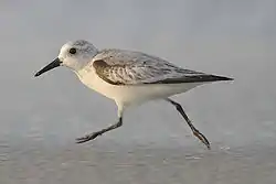 Sanderling, a non-breeding species commonly found near bodies of water.