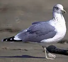 Image 21The California gull is the Utah state bird. (from Utah)