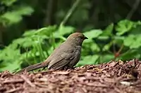 California towhee at Morcom Rose Garden in Oakland, California