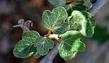 Close up of the Fremontodendron Californicum branch depicting fuzzy green leaves and brown stems.