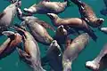 California Sea lions at Santa Cruz, California