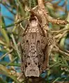 Pupa, ventral view