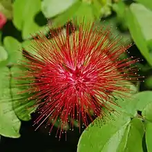 Calliandra emarginata