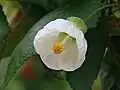 Flowering abutilon