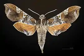 Female