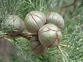 Green fruit, Narrabri Shire