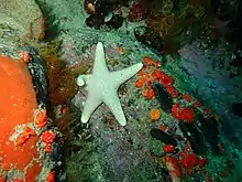 "Callopatiria formosa" found at Murphy's reef, Miller's Point, Cape Peninsula