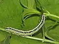 larva